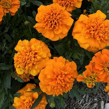 Tagetes patula 'Janie Deep Orange' 