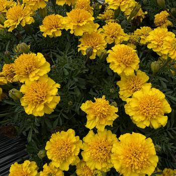 Tagetes patula 'Janie Bright Yellow' (274098)