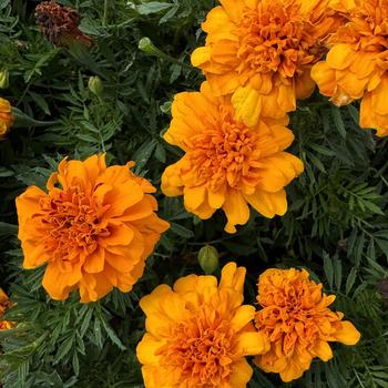 Tagetes patula Bonanza 'Bolero Improved' (274099)