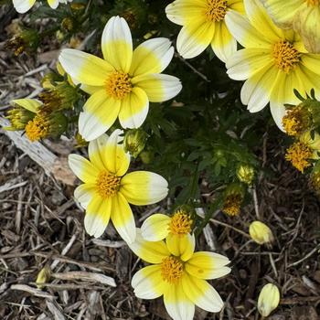 Bidens 'Spicy Electric White' 