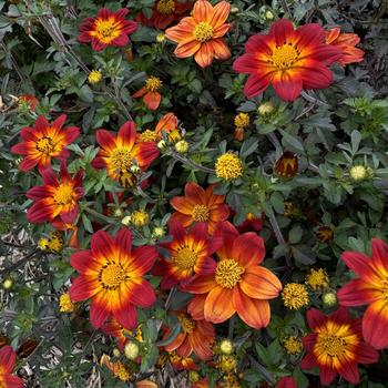 Bidens ferulifolia 'Imperial Luck' 