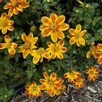 Bidens ferulifolia Brazen™ 'Samurai' (274104)