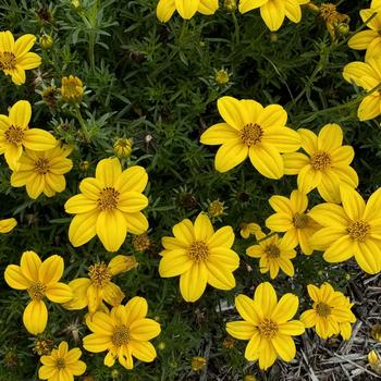 Bidens ferulifolia