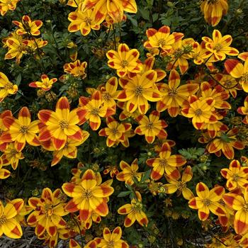 Bidens ferulifolia 'Dorado Red Yellow' 