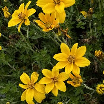 Bidens ferulifolia 'Dorado Big Yellow' 