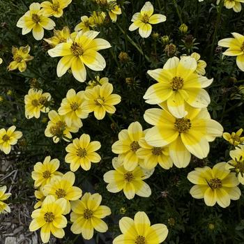 Bidens ferulifolia 'Dorado Lemoncello' 