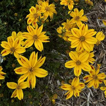 Bidens ferulifolia 'Red Stripe' SUNBIDEVB 3