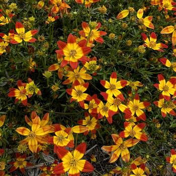 Bidens ferulifolia Beedance® 'Painted Red' (274110)