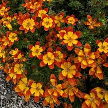 Bidens ferulifolia 'Blazing™ Flame' 