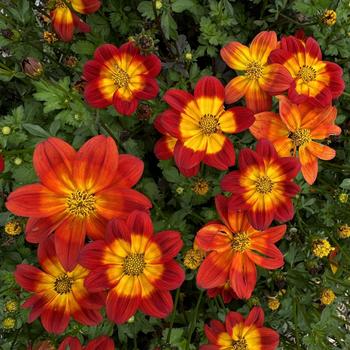 Bidens ferulifolia 'Blazing™ Ring of Fire' 