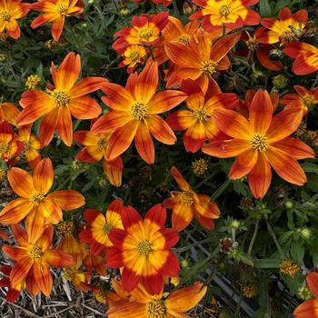 Bidens ferulifolium 'Bidy Boom Red' 