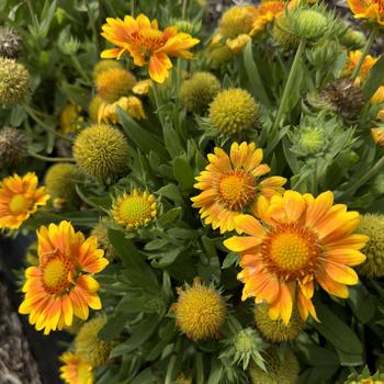 Gaillardia x grandiflora Mesa™ 'Peach' (274114)