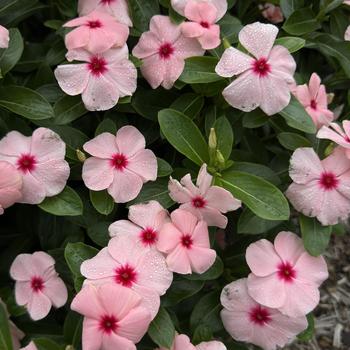 Catharanthus roseus