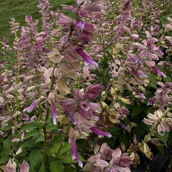 Salvia splendens 'Grandstand Lipstick Lavender' 