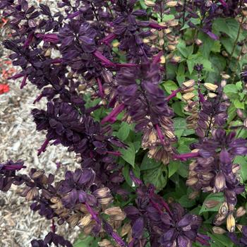 Salvia splendens 'Grandstand Purple' 