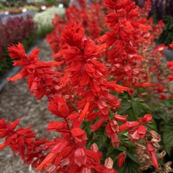 Salvia splendens 'Grandstand Red' 