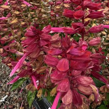 Salvia splendens 'Grandstand Pink' 