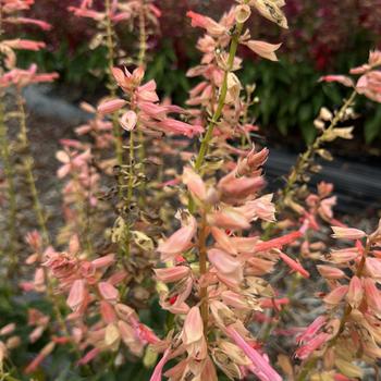 Salvia splendens 'Grandstand Salmon' 