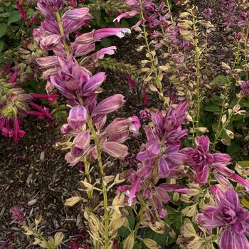 Salvia splendens 'Grandstand Strawberry Bicolor' 