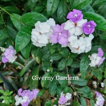 Brunfelsia grandiflora