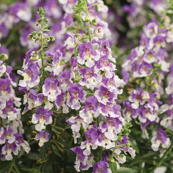 Angelonia 'Wedgwood Pink' 