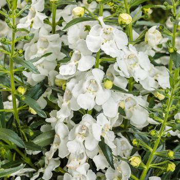 Angelonia 