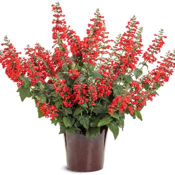 Salvia coccinea Unplugged® '' (274150)