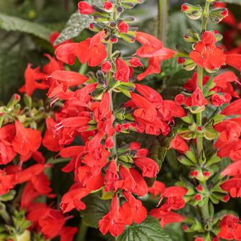 Salvia coccinea Unplugged® '' (274151)