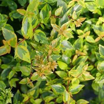 Abelia x grandiflora 'Brilliantina®' (274155)