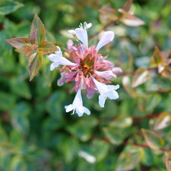 Abelia x grandiflora 'Brilliantina®' (274156)