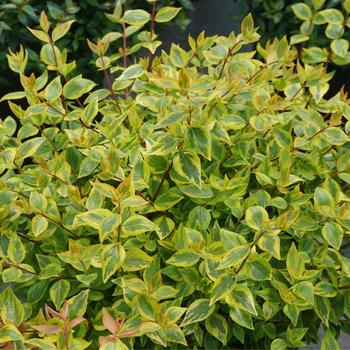 Abelia x grandiflora 'Brilliantina®' (274157)