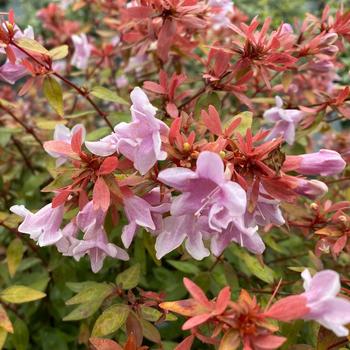 Abelia x grandiflora 'Poco Loco®' 