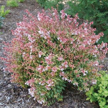 Abelia x grandiflora 'Poco Loco®' (274159)