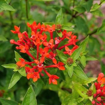 Bouvardia 'Estrellita® Scarlet' (274160)