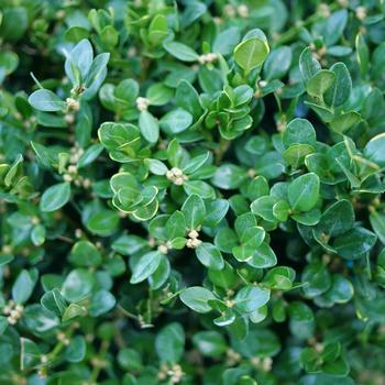 Buxus 'Neatball®' (274163)