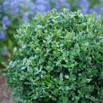 Buxus 'Neatball®' (274164)