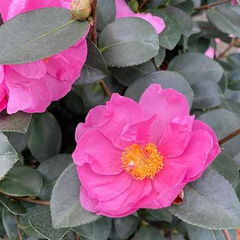 Camellia 'FARROWCJH' PP36117