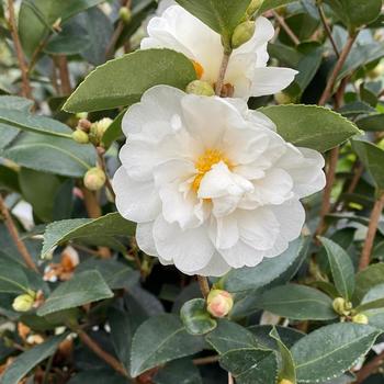 Camellia 'FARROWCJWD' PPAF