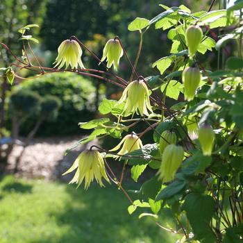 Clematis 'Funyella®' (274173)