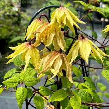 Clematis 'Funyella®' (274174)