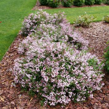 Deutzia 'Yuki Kabuki®' (274178)