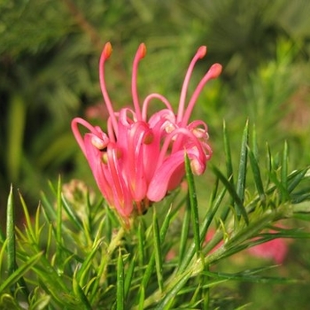 Grevillea 'Canberra Gem' 