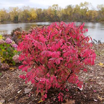 Euonymus alatus 'NCEA1' PPAF