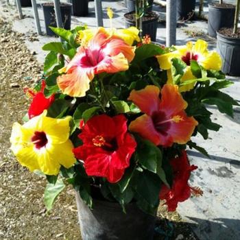 Hibiscus rosa-sinensis 'Bloom Bash™' 