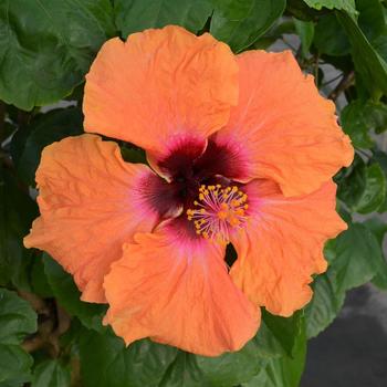 Hibiscus rosa-sinensis Hollywood Hibiscus® 'Disco Diva™' (274189)