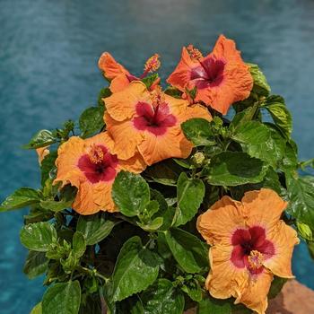 Hibiscus rosa-sinensis Hollywood Hibiscus® 'Disco Diva™' (274190)