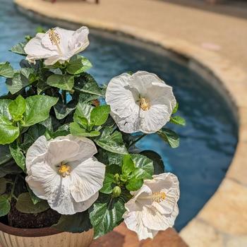 Hibiscus rosa-sinensis 'Earth Angel™' 