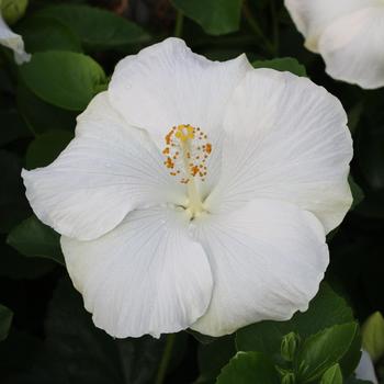 Hibiscus rosa-sinensis Hollywood Hibiscus® 'Earth Angel™' (274192)