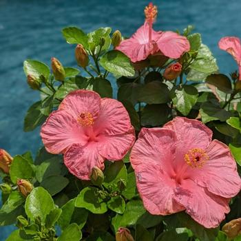 Hibiscus rosa-sinensis Hollywood Hibiscus® 'First Lady™' (274193)