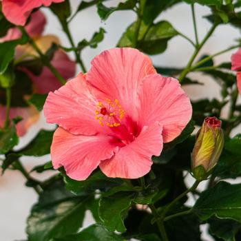 Hibiscus rosa-sinensis Hollywood Hibiscus® 'First Lady™' (274194)